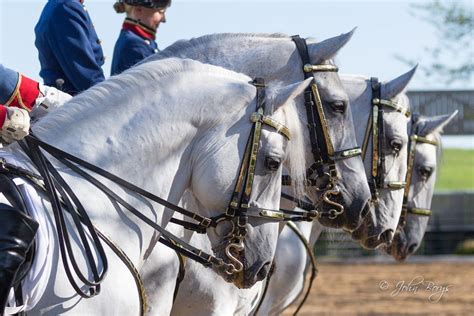 lipizzan horses in illinois